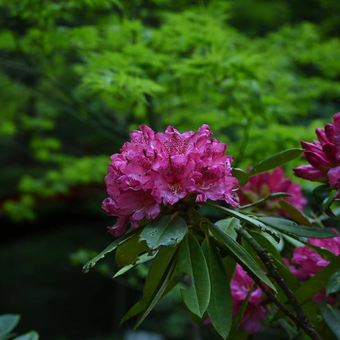 CHAORAS Sports Tenugui / Rhododendron